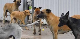 Incrementan 2% mordeduras de perro en San Luis Potosí; registran más de 4 mil 500 casos en 2025