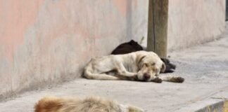 Zona norte y La Pila concentran mayor población de perros callejeros