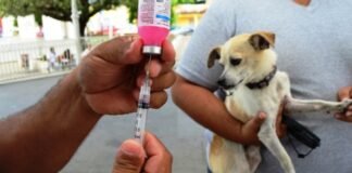 Aplicarán 5 mil vacunas antirrábicas gratuitas este domingo en la capital