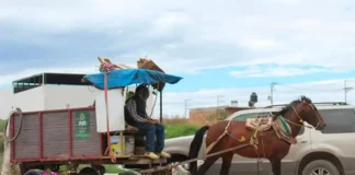 Elimina Villa de Pozos tracción animal