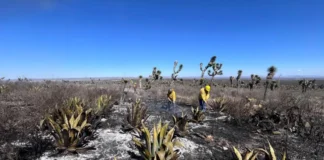 Controlan incendio en Santo Domingo; reportan 90% de liquidación y más de 10 mil hectáreas afectadas