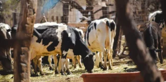 Suspenden compra y venta de ganado en municipios de la Huasteca por casos de gusano barrenador
