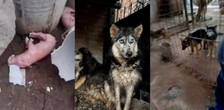 Rescatan perros de presunto criadero clandestino en Milpillas; hallan animales muertos y en condiciones extremas