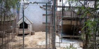 Criadero clandestino en Milpillas desata denuncia por maltrato animal y omisiones oficiales
