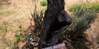 Colectivos rechazan venta de predios municipales y llaman a defender áreas verdes en SLP