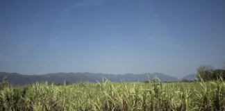 Ajuste al precio de la caña beneficiará a productores de la Huasteca Potosina