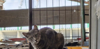Locatarios denuncian nueva matanza de gatos en el mercado San Luis 400