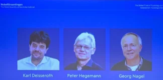 Dan Nobel de Medicina a investigadores de actividad cerebral